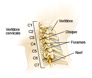 Image d'une colonne cervicale en bonne santé