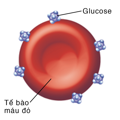 Hồng huyết cầu có các phân tử glucose bám vào nó.
