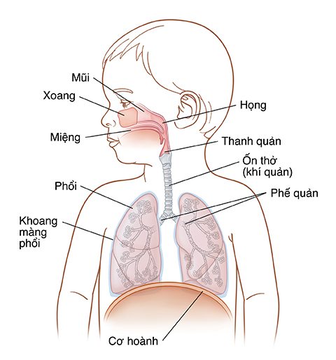 Hình chiếu trước của trẻ khi đầu quay sang bên cho thấy hệ hô hấp trên và dưới.