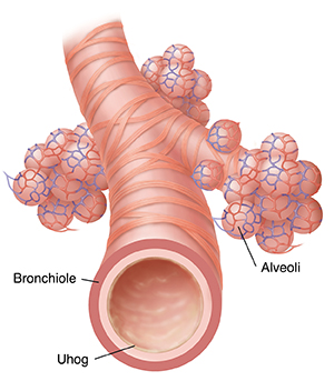 Closeup ng bronchiole at alveoli.