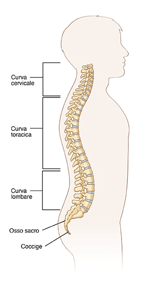 Immagine della colonna vertebrale che mostra la curva cervicale, la curva toracica, la curva lombare, l'osso sacro e il coccige
