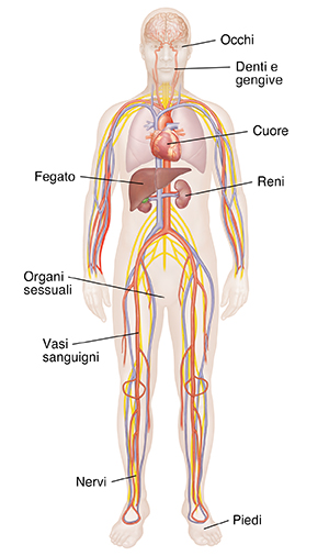 Vista frontale di una figura maschile con cervello e sistema nervoso, sistema cardiovascolare, polmoni e reni in evidenza.